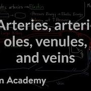 Arteries Arterioles Venules And Veins Health Medicine Khan Academy
