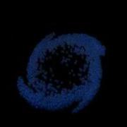 Particle Vortex