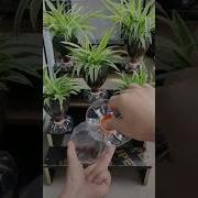 DIY Quick Easy Flower Pots With Plastic Bottles