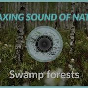SWAMP FORESTS Relax With Nature Sounds