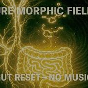 GUT HEALING FREQUENCIES Microbiome Reset Emotional Digestion Reboot
