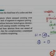Wobble Pairing Takes Place
