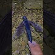 Flying Fish With Big Wings Flyingfish Fishing Cutefish Beautifulfish Shorts Animals