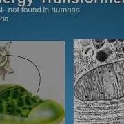 A P Chapter 3 Cell Structure And Function
