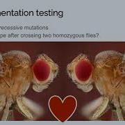 BIO251 L03 Complementation Introduction 3