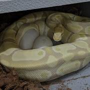 Setting Up Ball Python Eggs On Perlite