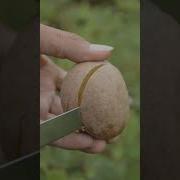 Ripe Sapodilla Fruit Cutting Shorts Fruits