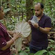 BIOL3469 Sweep Net Sampling Of Forest Invertebrates