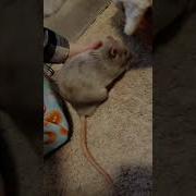 The Most Polite Rat