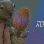 CREATING VIRTUAL ALMOND Assemblr