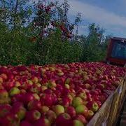 Pixofarm French