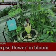 Corpse Flower That Smells Like Rotting Meat Begins Rare Bloom In San Francisco USA 15 July 2025