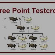 Three Point Testcross Genetic Mapping 2024