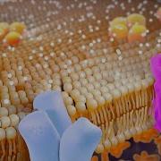 How Nerves Communicate Within Your Body