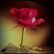 Watch A Rose Bloom And Wither Away