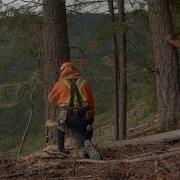 Supervision In Manual Falling Supervising To The Level Of Risk WorkSafeBC