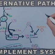 Alternative Pathway Of Complement System