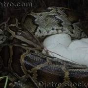 Python Vs Wildfire 03 Music
