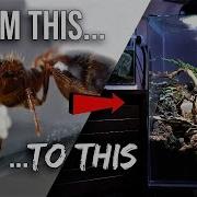 How To Raise An Ant Colony 101 The Ultimate Guide To Keeping Pet Ants