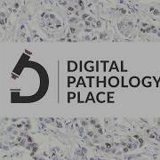 73 Digital Pathology 101 Chapter 3 Image Analysis Artificial Intelligence And Machined Learn