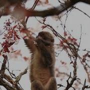 Monkey Eating Cherry Blossoms In Slow Motion