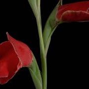 TF109 Time Lapse Flower FREE FOOTAGE