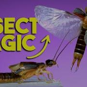 Amazing Earwig Wings In Action