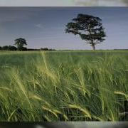 Fields Of Gold Instrumental Cover