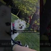He Said My Dog S Not A Service Dog