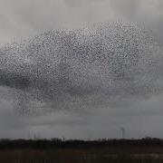Starling Murmuration Forming Harmonic Waves In South Yorkshire UK