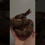 Baby Snek Big Mad Reptiles Boaconstrictor Zookeeper Snek Hissing Dangerous Derpy Herping