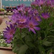 Spring Trials 2018 Suntory