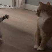 CATS Wild Antics And Unstoppable Chaos