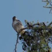 Red Tail Hawk Scream
