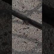 Weevil Konevil