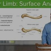 Upper Limb Surface Anatomy Osteology Anatomy Lecturio