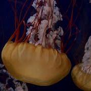 Jellyfish Video Bitrate Test Trailer Dolby Vision