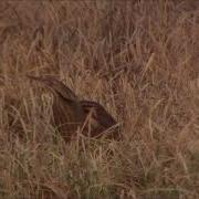 Amerian Bittern Calling Close Up