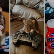 Подборка смешных крыс Tik Tok Дрессированные крысы играют Симпатичные крысы Крысы воруют еду