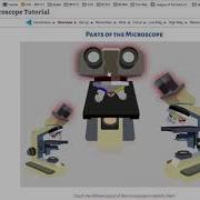 BIO111 Intro To Microscope
