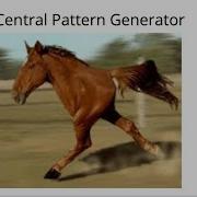 Central Pattern Generator
