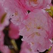 BLOOMING FLOWERS TIME LAPSE Watch Flowers Bloom Before Your Eyes