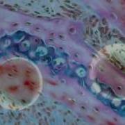 Basic Microscopy Animation