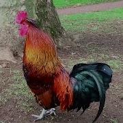 Rooster Crowing Compilation Plus Rooster Crowing Sounds Effect 2016