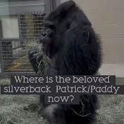 What You Wish You Knew About Patrick The Silverbackgorilla Gorilla AnimalConservation
