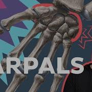 Learn All 8 Carpal Bones In 12 Minutes Kenhub