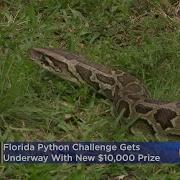 Florida Python Challenge Gets Underway With New 10 000 Prize