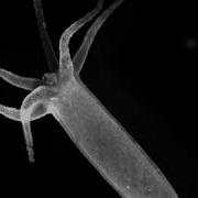 Hydra Ectoderm Muscle Activity During Contraction In Control Media