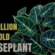 This Houseplant Is Full Of Microscopic Glass Shards