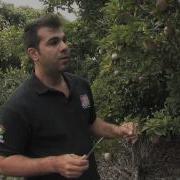 Sapodilla With The Tropical Fruit Growers Of South Florida
